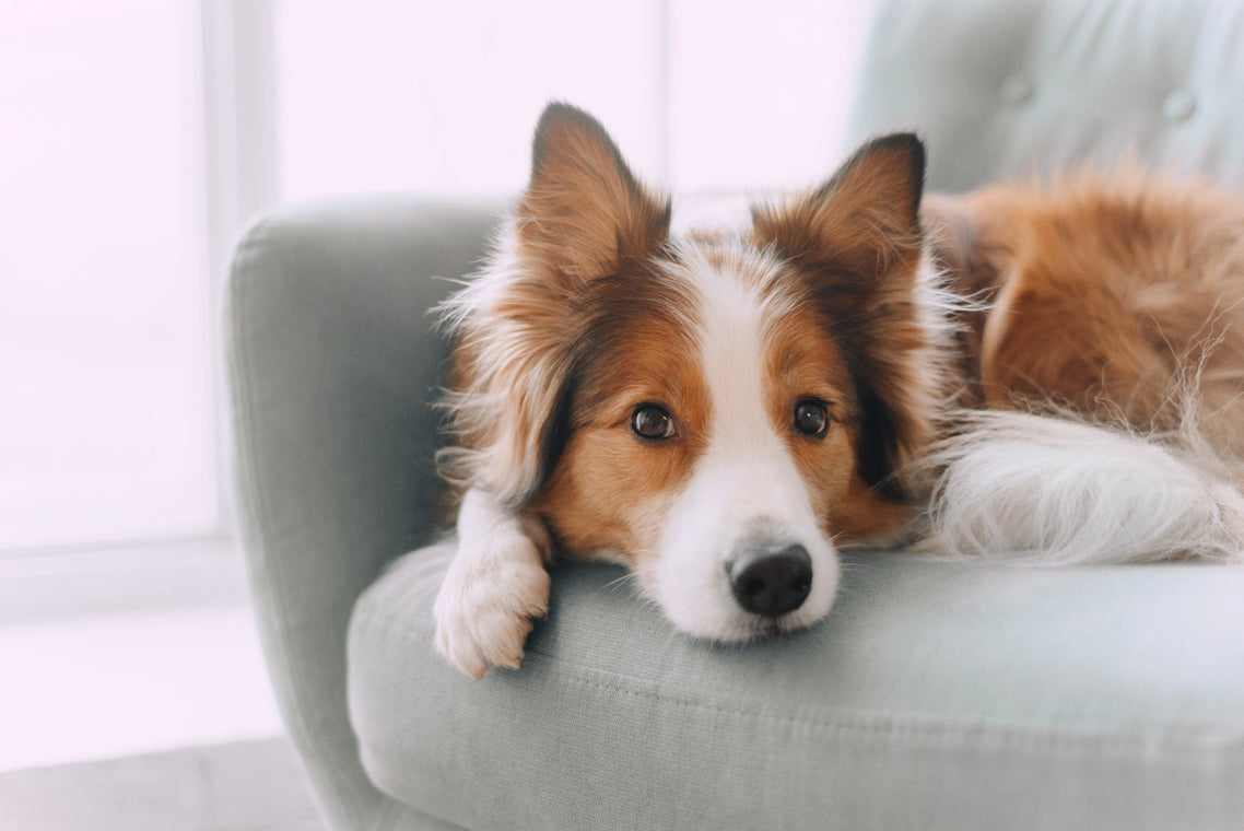 Celebrate National Dog Day with Pet-Friendly Furniture from Bel Furniture - BEL Furniture