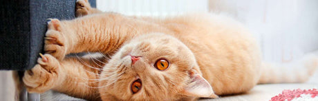 How To Protect Leather Furniture From Cats - BEL Furniture