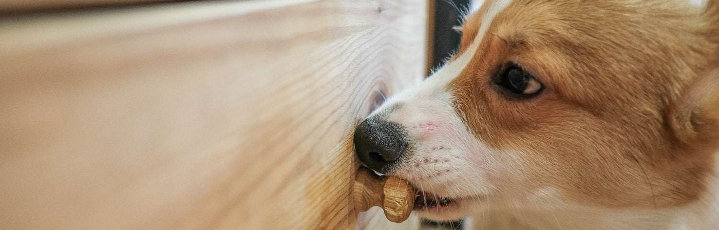 How To Stop a Dog From Chewing on Wood Furniture - BEL Furniture