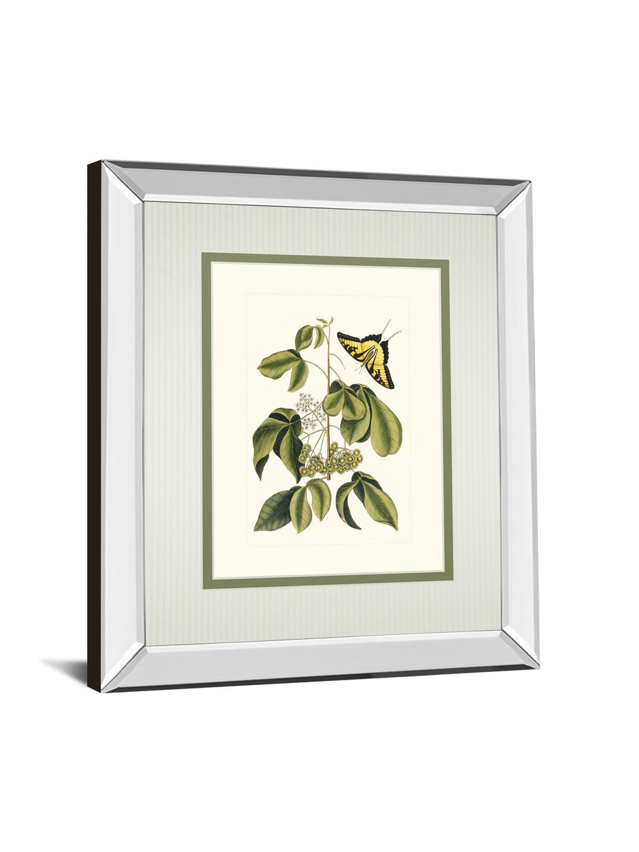 Papilio Antilochus By Marc Catesby - Mirror Framed Print Wall Art - Green