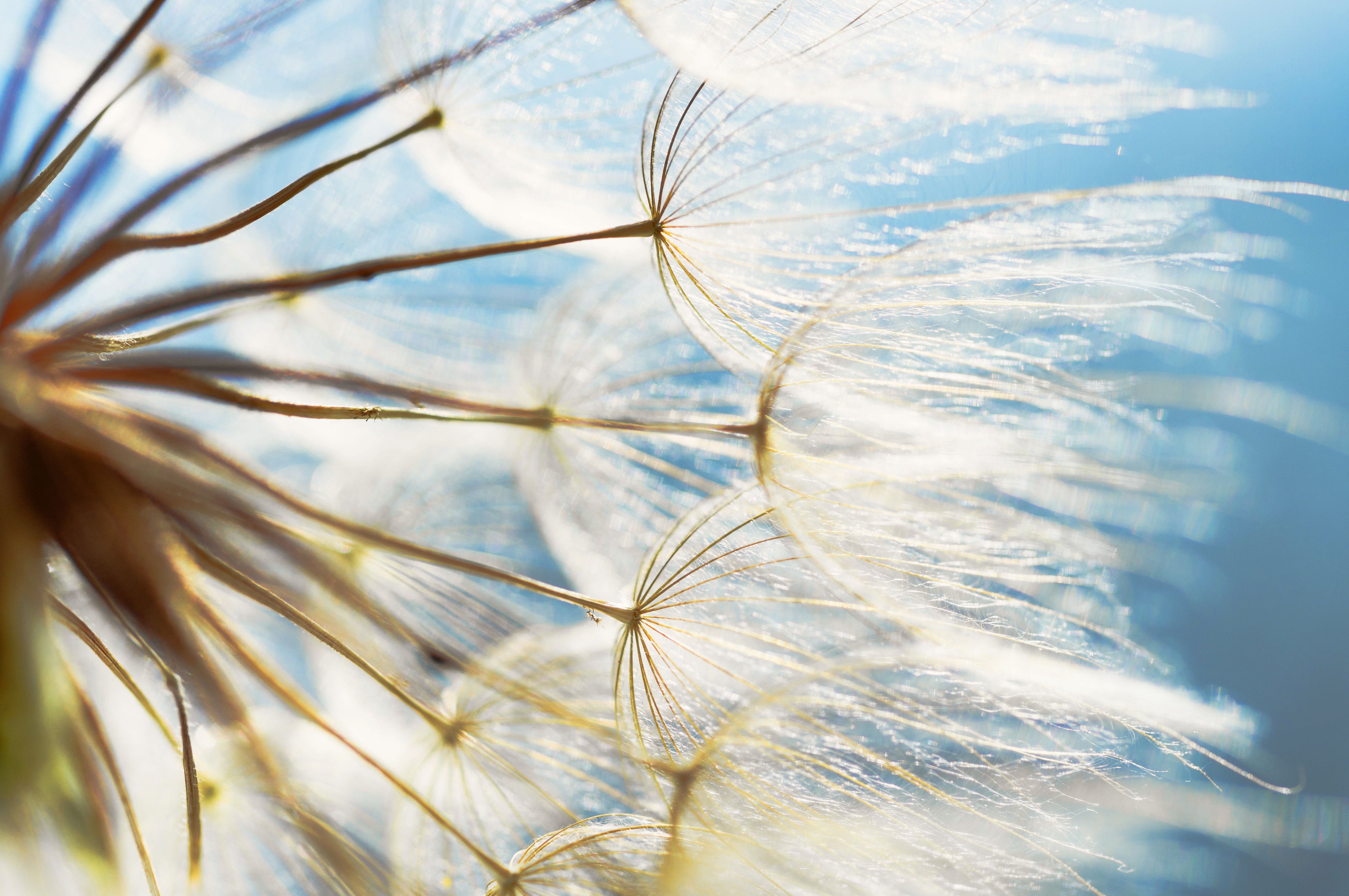 Framed - Make A Wish - Blue