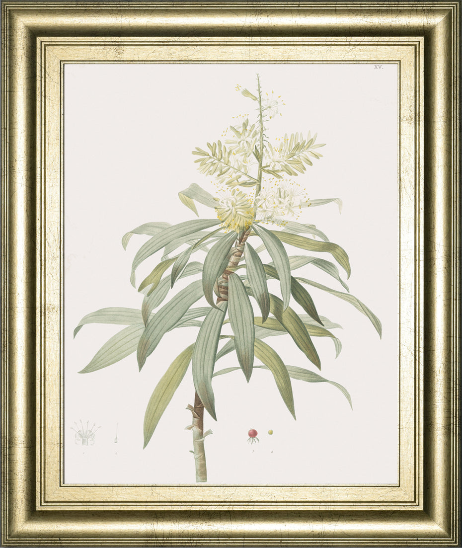 Dracaena Reflexa By Pierre Joseph Redoute - Framed Print Wall Art - Green