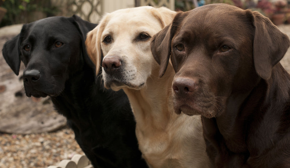 Three Shades Of Loyalty - Dark Brown