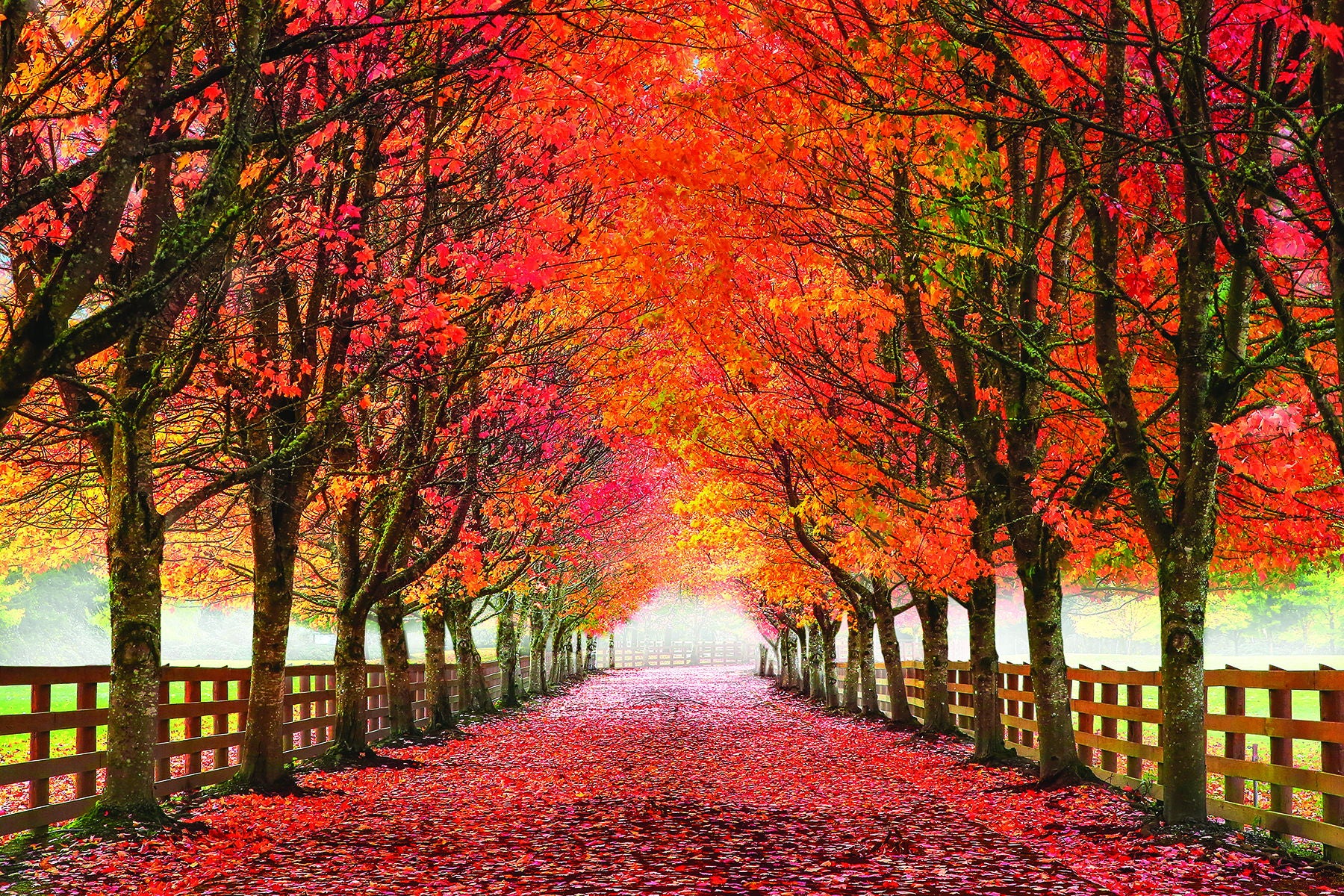 North Bend Trees By Aaron Reed - Orange