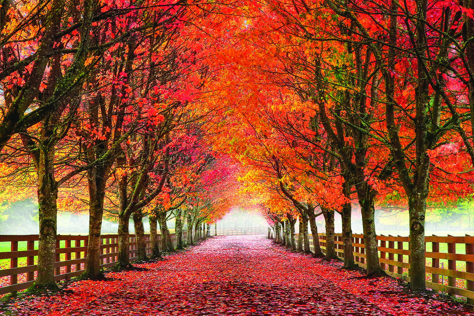 North Bend Trees By Aaron Reed - Orange