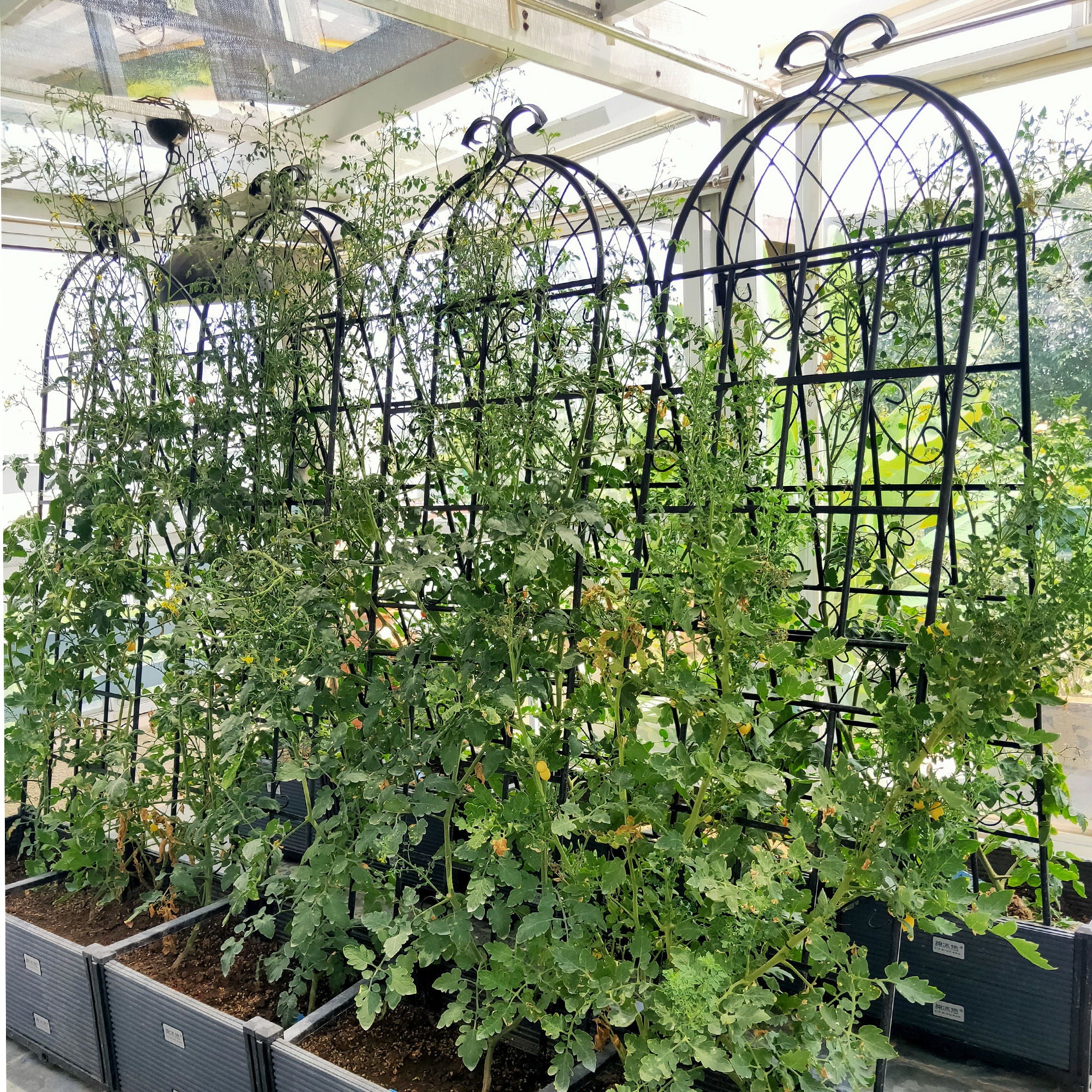 Metal Garden Rustproof Trellis For Climbing Plants Outdoor Flower Support