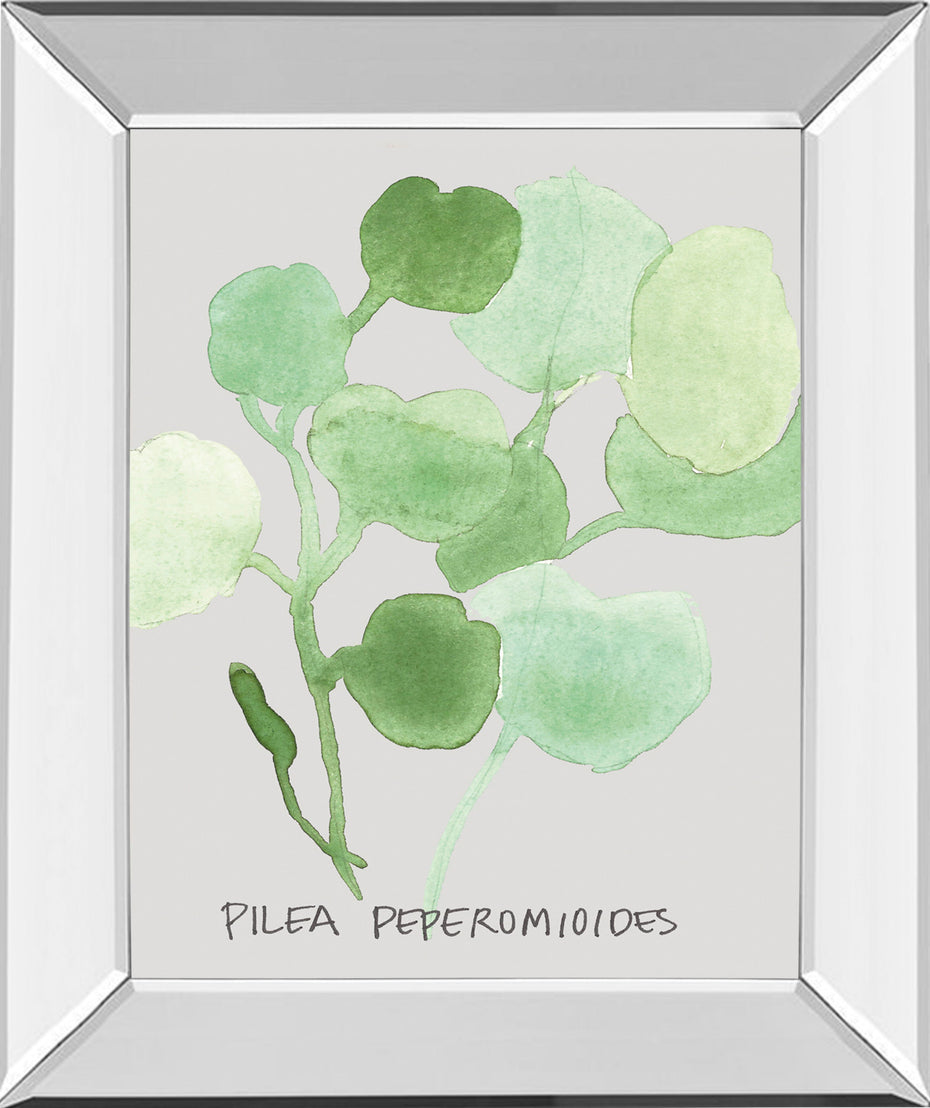 Pilea Peperomioides By Katrien Soeffers - Mirror Framed Print Wall Art - Green