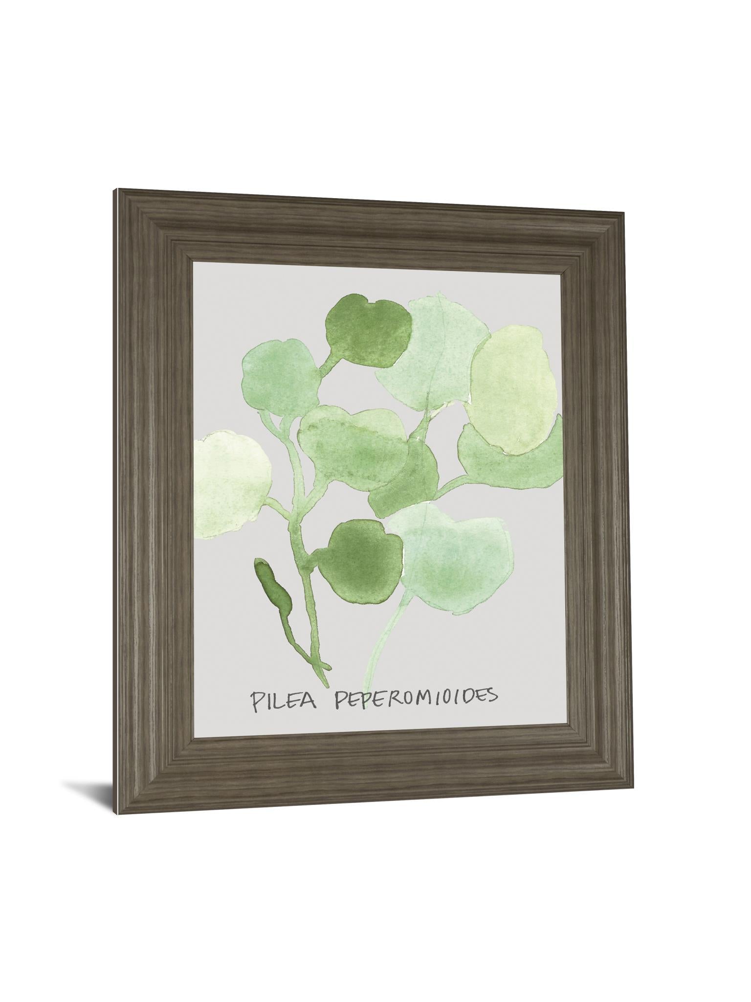 Pilea Peperomioides By Katrien Soeffers - Framed Print Wall Art - Green