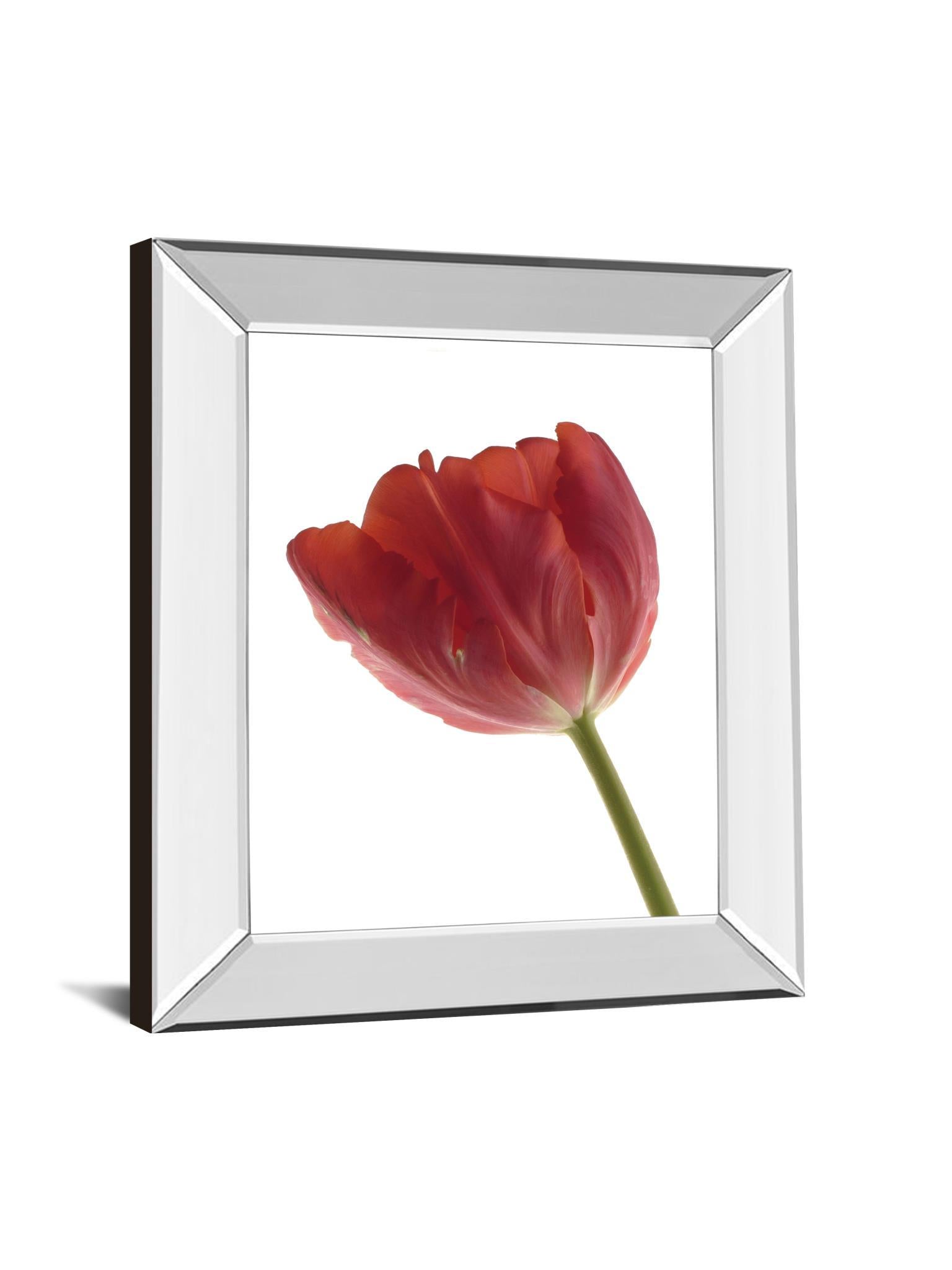 Red Tulip By Art Photo Pro - Mirror Framed Print Wall Art - Red