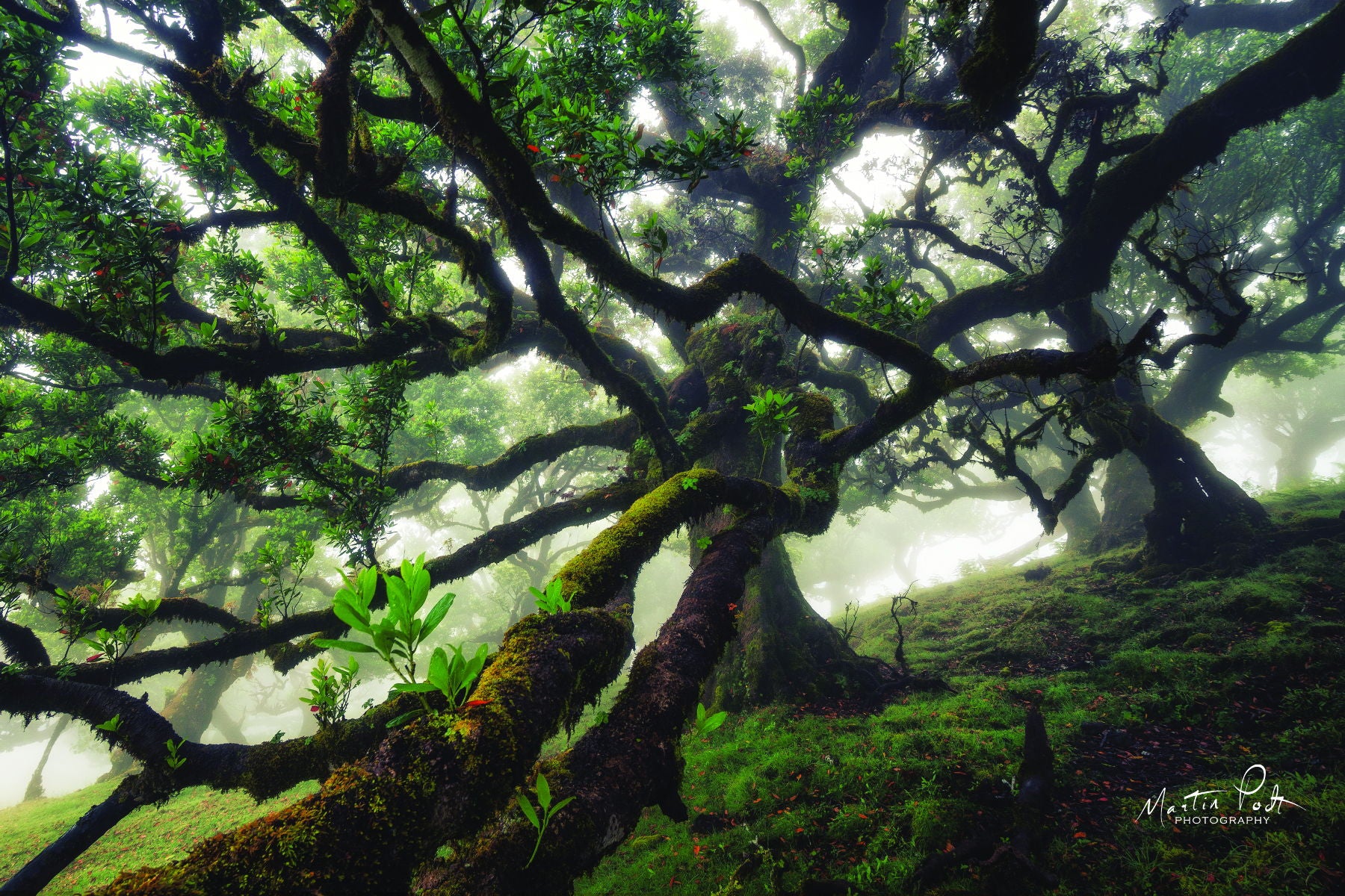 Framed - Tentacles By Martin Podt - Green