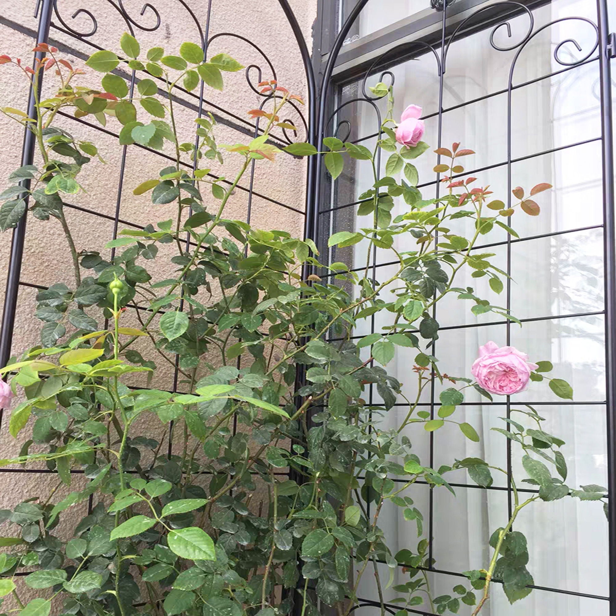 Metal Garden Trellis For Climbing Plants Outdoor Rustproof Plant Support Rose Trellis Netting Trellis