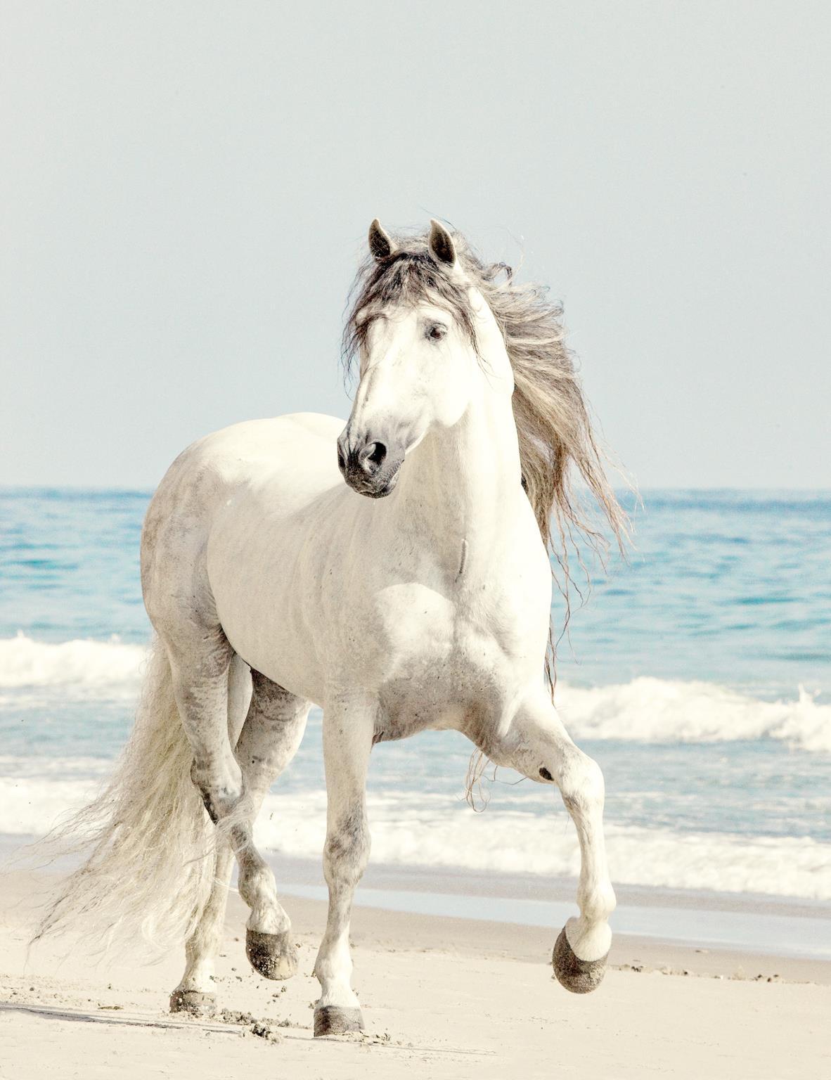 Beach Run By Jan Walters - Light Blue