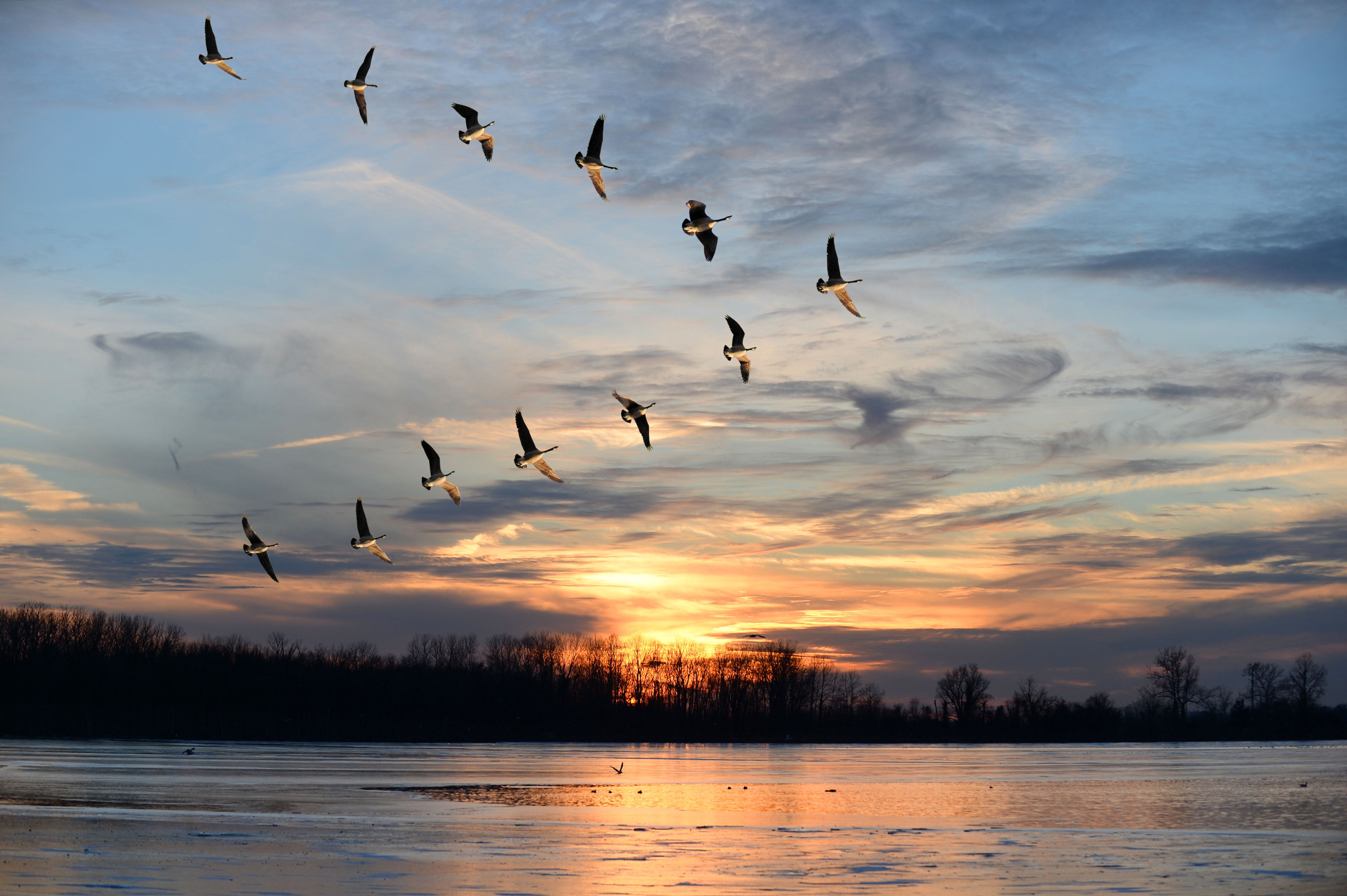 Framed - Migration - Blue