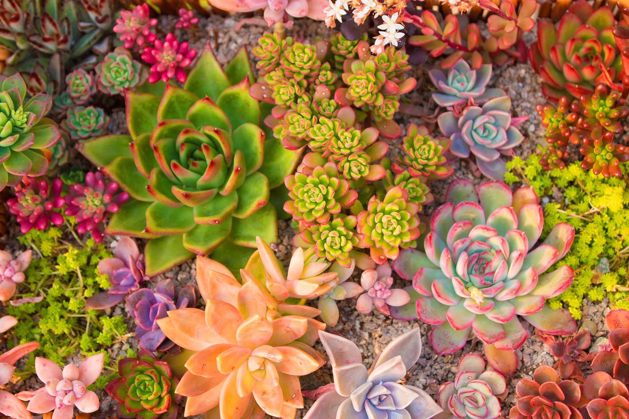 Tempered Glass With Foil - Succulent Dreams - Green