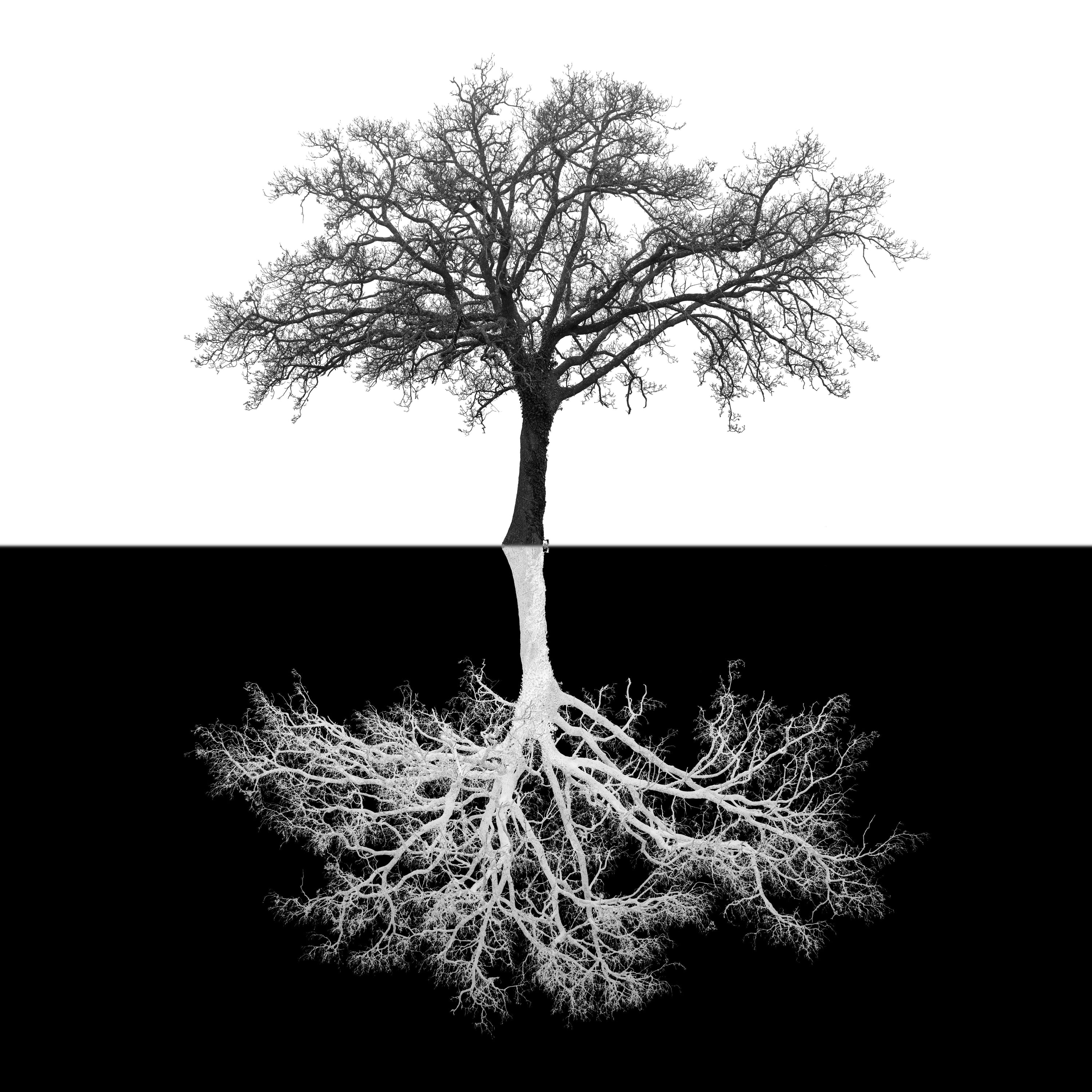 Inverse Tree - Black