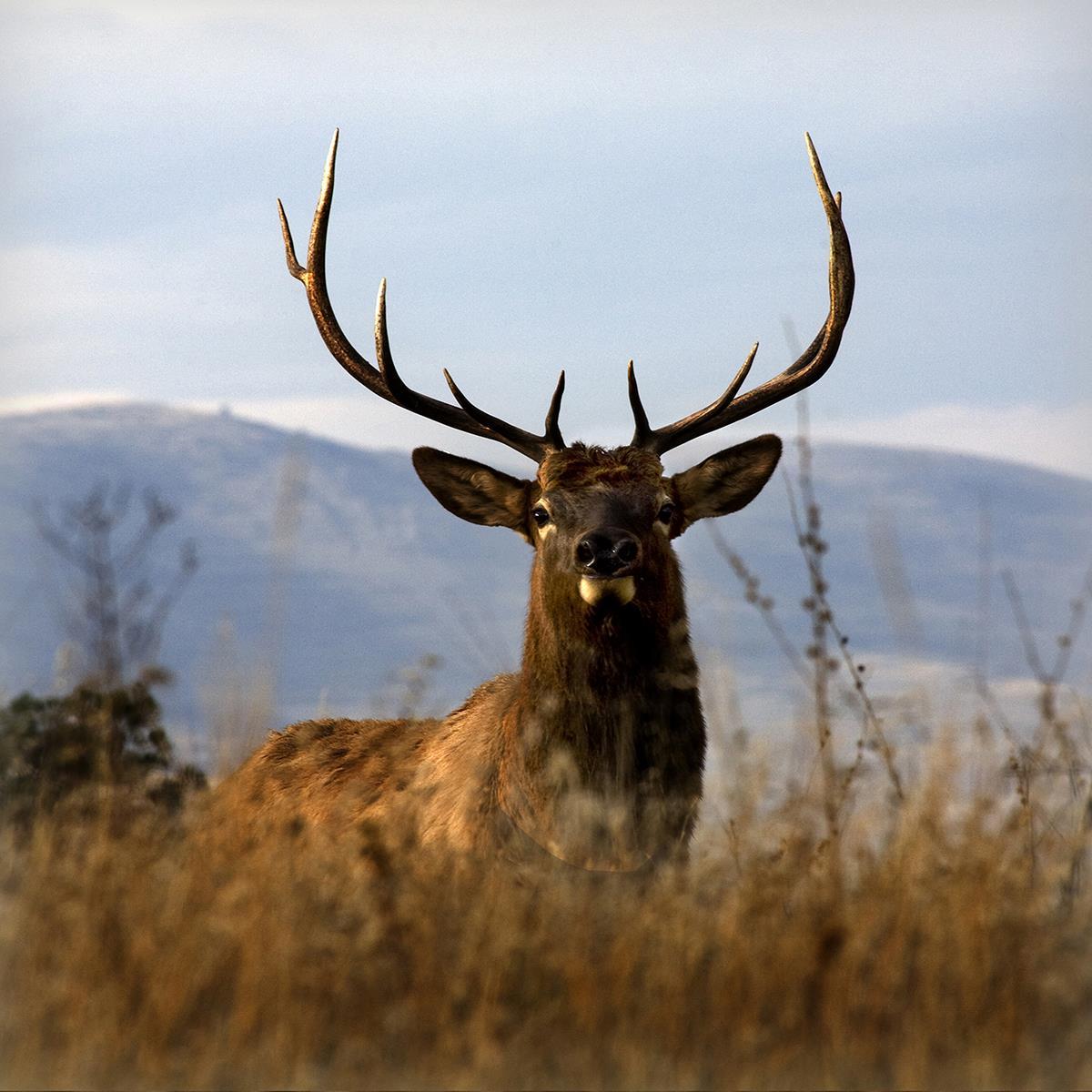 Big Elk Charlo By Danita Delimont (Framed) - Light Brown