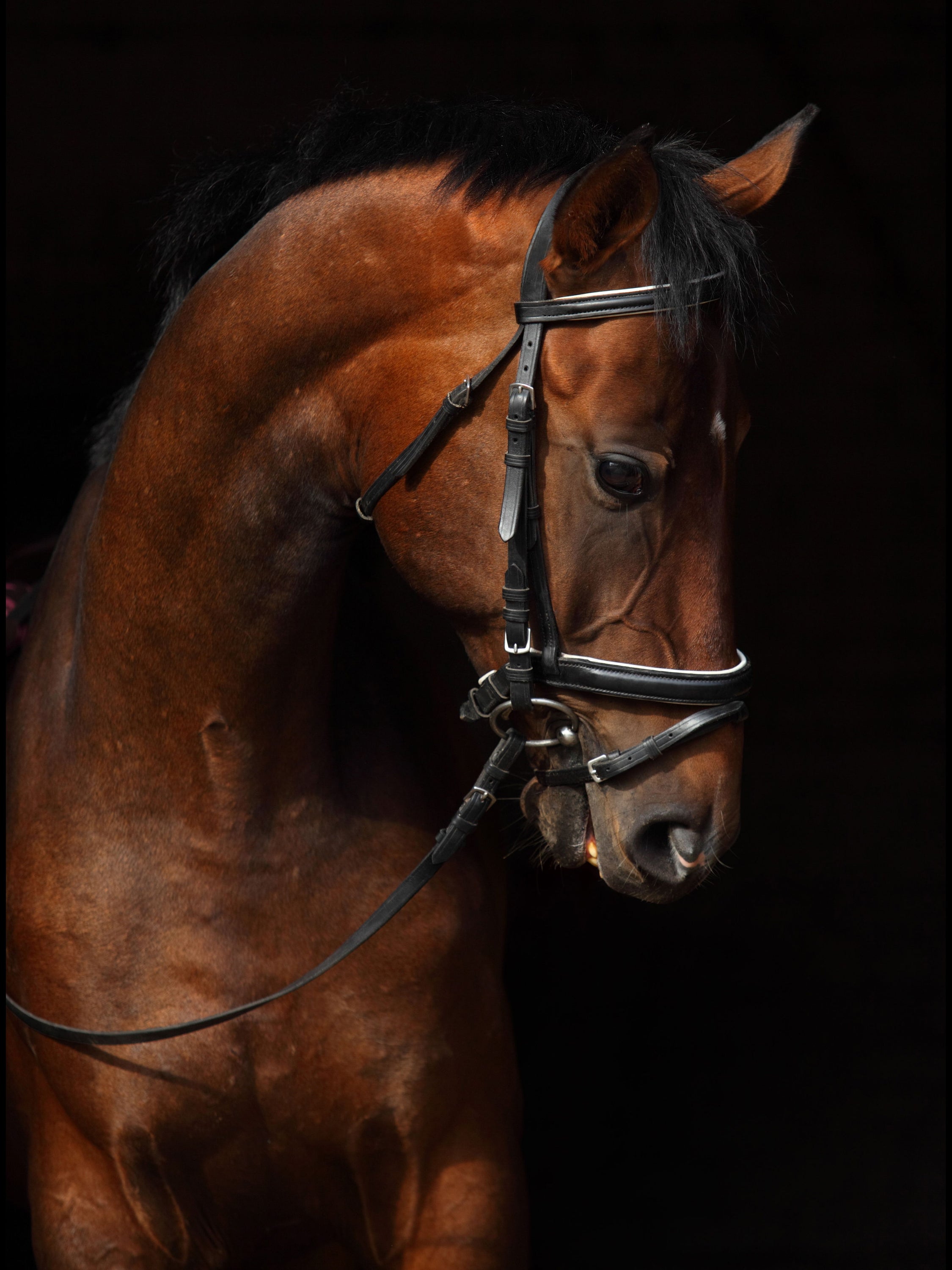 Horse On Black By Mikhail Kondrashov - Dark Brown