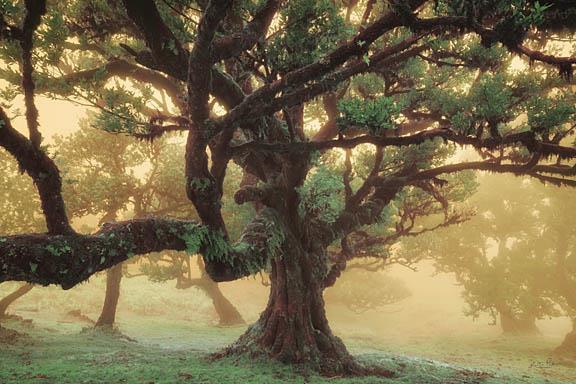 Tree Dreams By Martin Podt (Small) - Green