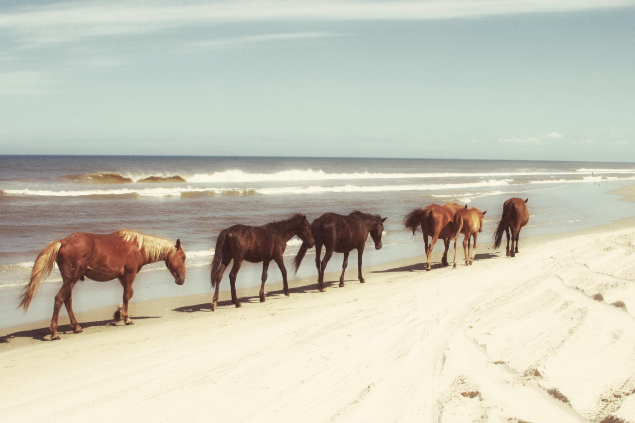 Framed Small - Horses On The Beach By Kathy Mansfield - Light Blue