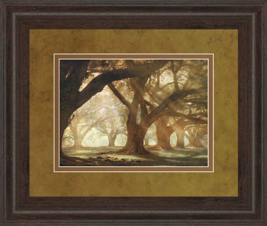 Oak Alley Morning Light By William Guion - Framed Print Wall Art - Dark Brown